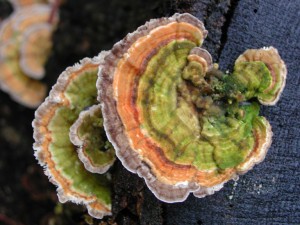 coriolus-versicolor-mushroom